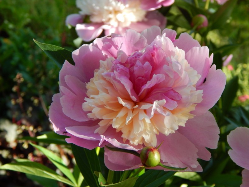Пионы купить саженцы из питомника в Крыму