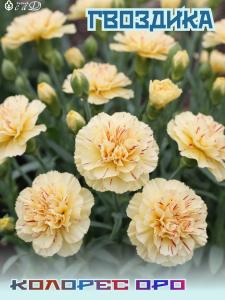 Гвоздика многолетняя Колорес Оро